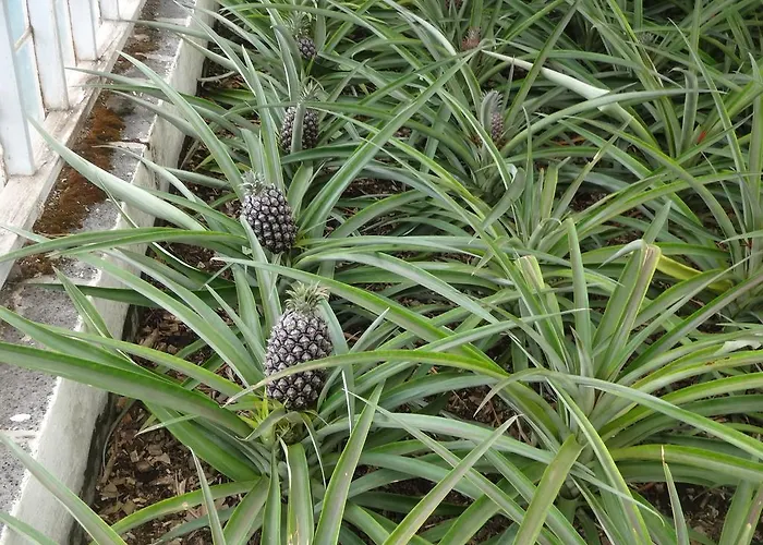 Гостевой дом Laura